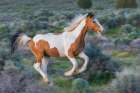 Young wild mustang playfully running through the sage brush Art Print
